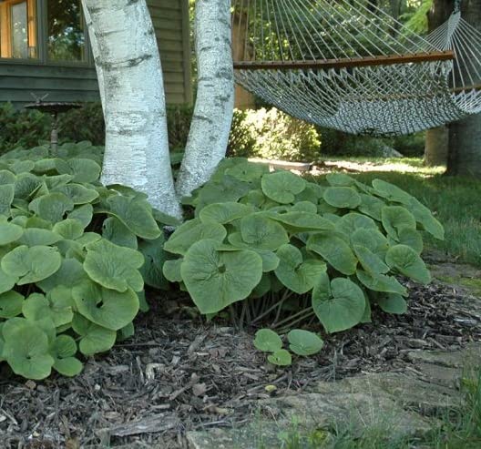 Wild Ginger Seeds for Planting (40 Seeds) - Asarum canadense
