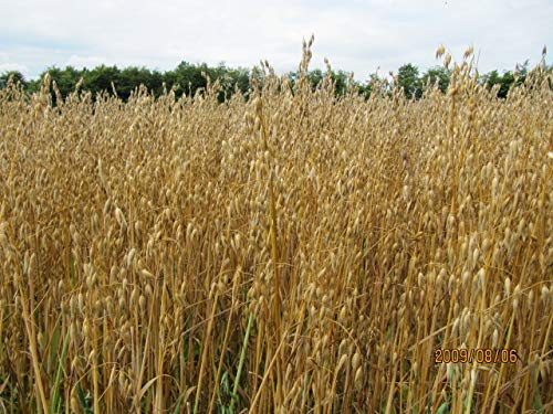 2 lb Whole Oat Seeds, Wildlife, Deer, Food Plot