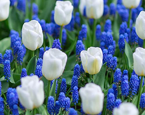 White Tulips and Blue Hyacinth - 40 Total Bulbs - Grow a Stunning Spring Flower Garden