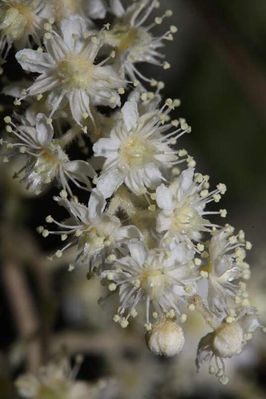 Ocean Spray Bush Seeds for Planting (50 Seeds) - Cream Bush, Holodiscus discolor