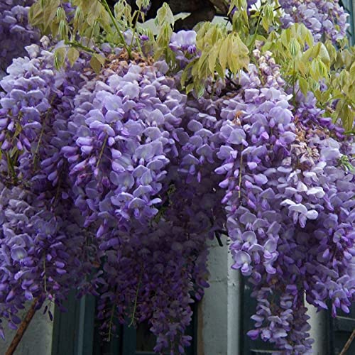 Stunning Live 1 Potted Chinese Blue Weeping Wisteria Tree Fresh Plant