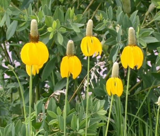 Long Headed Coneflower Seeds for Planting (100 Seeds) - Easy to Grow - Ratibida columnifera