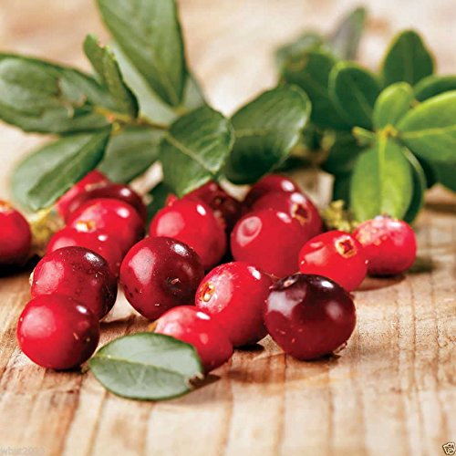 American Cranberry seeds - Vaccinium macrocarpon - used in a variety of sauces (100 Seeds)