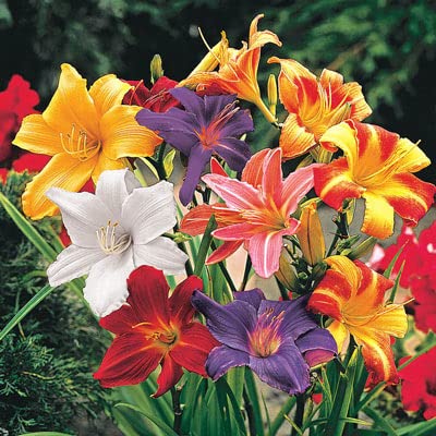 Mixed Color Daylily Roots for Planting - Grow Beautiful Perennial Daylilys