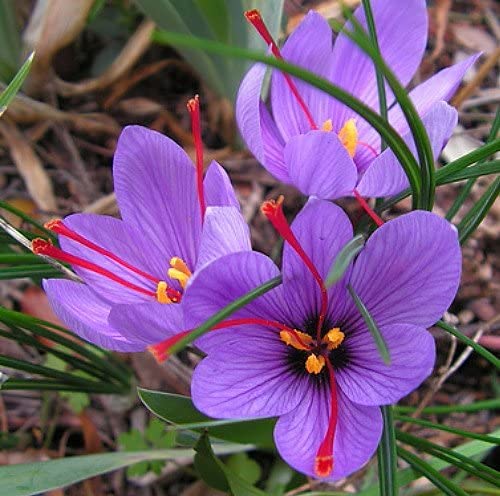3 Saffron Spice Bulbs to Grow. - Grow Prized Saffron Spice. 3 Big Bulbs