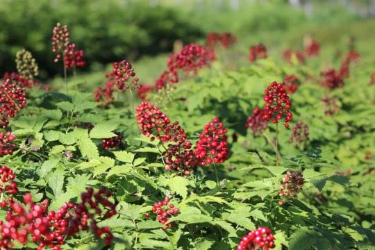 Red Baneberry Native Seeds for Planting (50 Seeds) - Actaea rubra