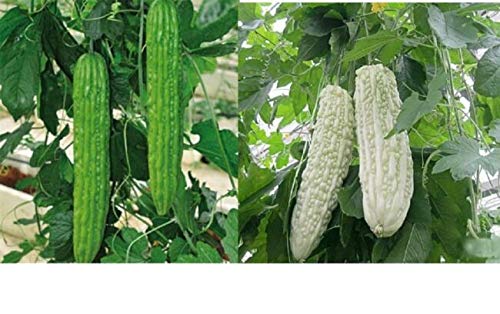 Bitter Gourd S??DS for Pl?nting - Chinese Green Or White Balsam Pear Bitter Melon S??DS Gourd for Diabetes 5 White S??DS