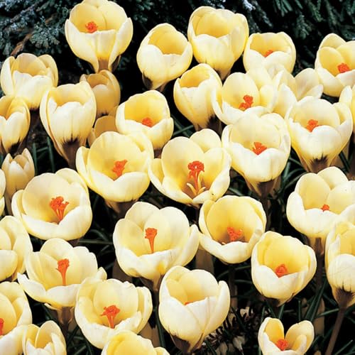 Romance Crocus Bulbs for Planting - Easy to Grow Perennial Flowers
