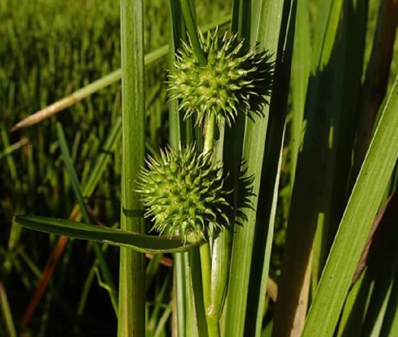 American Bur Reed Seeds for Planting (50 Seeds) - Sparganium americanum