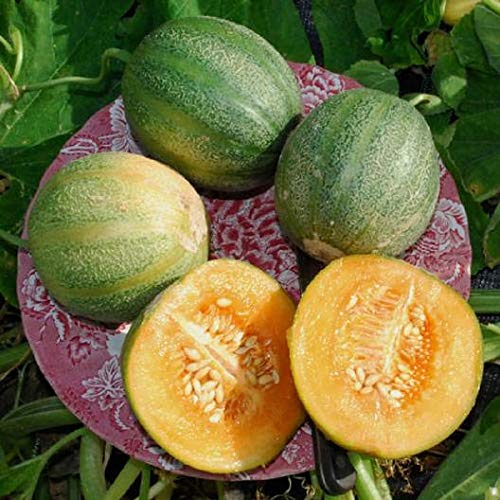 Minnesota Midget Melon Seeds | 10 Seeds Packet | Grow Fun Midget Melons That Taste Great