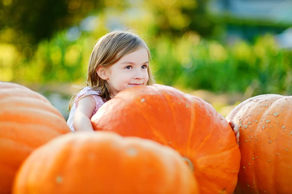 20 Big Max Pumpkin Seeds for Planting - Great for Jack-O-Lantern