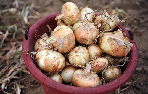Vidalia Sweet Onion Seeds Organic Non-GMO 110/170 Days Spring/Fall Garden rsc2a1r (200+ Seeds)