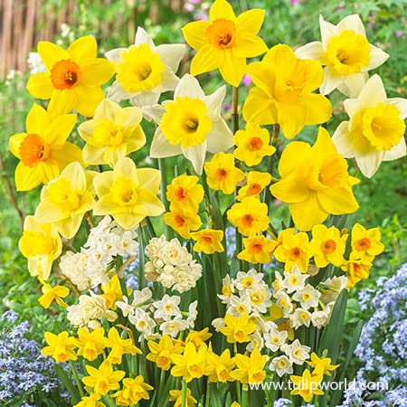 yunakesa Daffodils Bulbs - Mixed Naturalizing Daffodils Value Pack - Daffodils -Flowering Plant.
