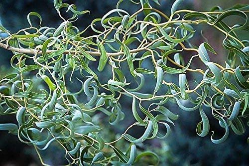 Rare Golden Curls Willow Tree Cutting - Live Tree Plant - Excellent Bonsai Specimen - One Golden Dragon Claw Tree Cutting - Curly Willow