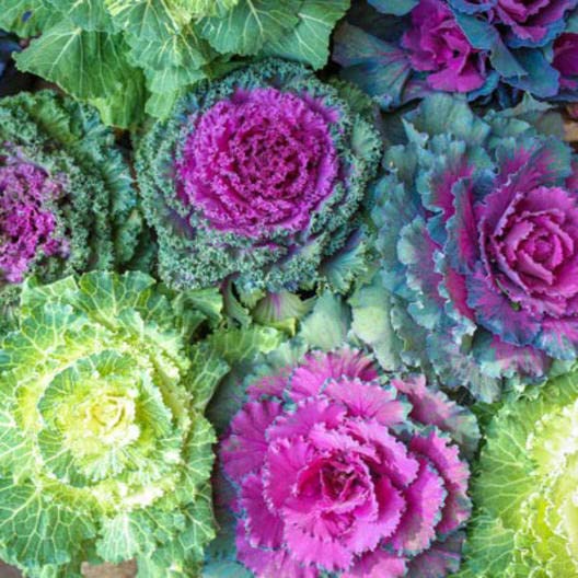 30 Ornamental Cabbage Seeds - Colorful and Exotic Decoration Plants