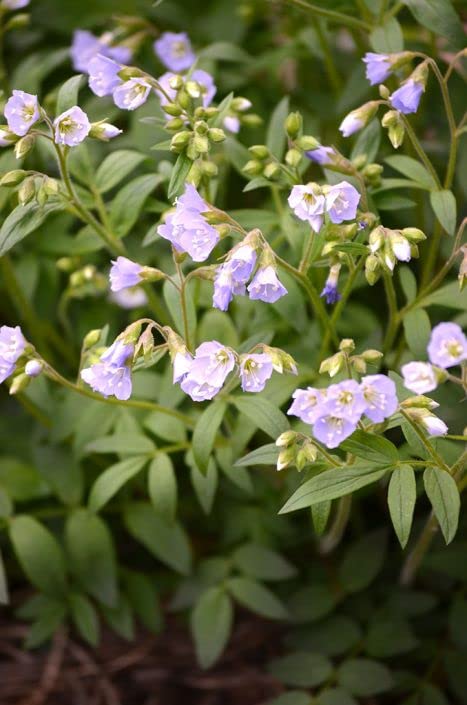 Jacob's Ladder Wildflower Seeds for Planting (50 Seeds) - Polemonium reptans - Stunning Spring Blooming Wildflower