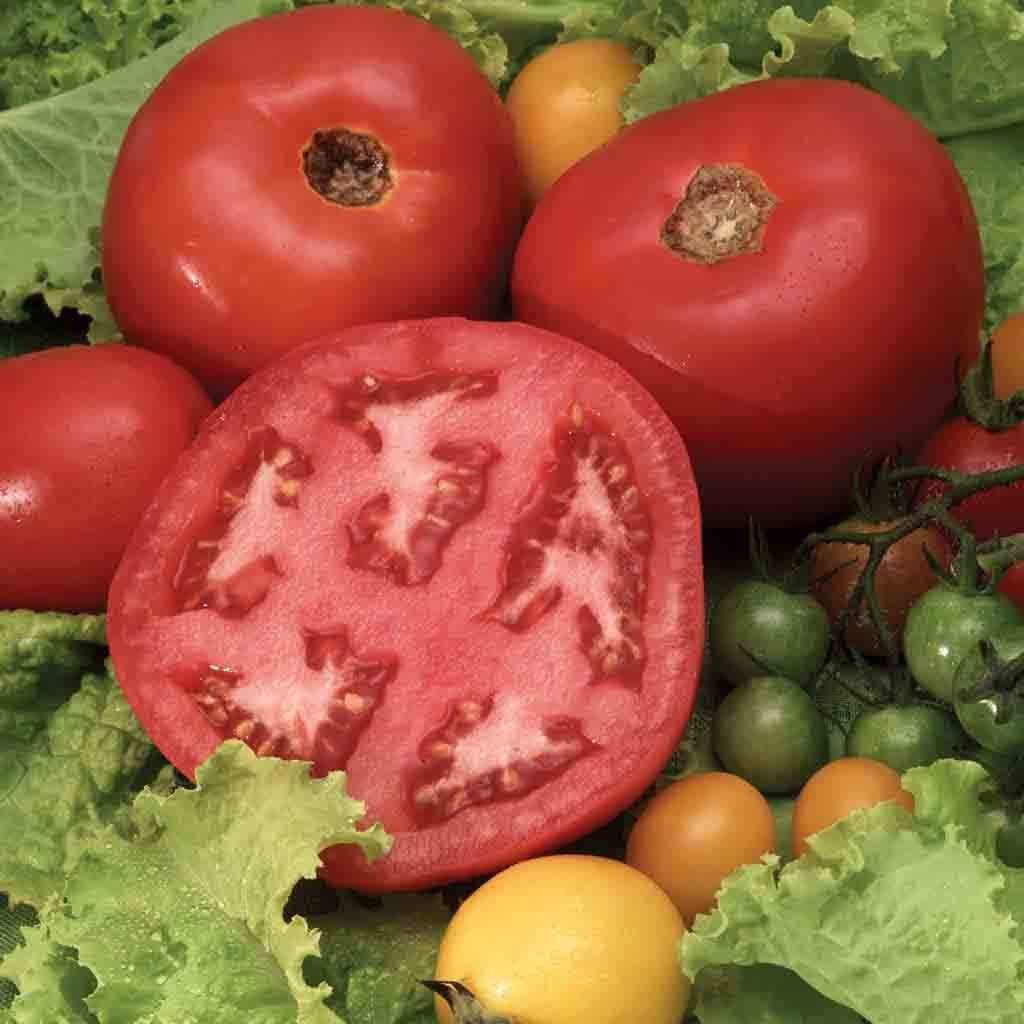 Beefsteak Tomato Seeds for Planting | 100 Seeds | Grow Delicious Beefsteak Tomatoes | Premium Heirloom Organic Seeds, Gardeners Choice