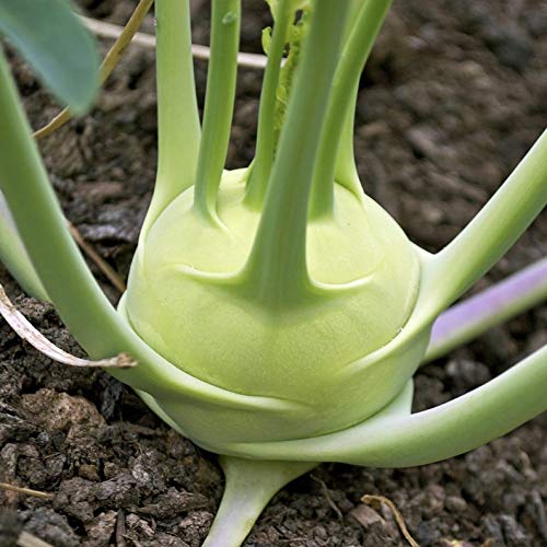 White Kohlrabi Giant Cabbage Seeds | 100+ Seed Packet | Grow This Giant Heirloom Cabbage | Rare Vegetable Seeds for Planting