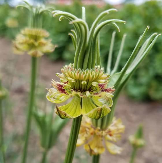 Nigella Transformer Flower Seeds for Planting (20 Seeds) - Stunning Color and Look
