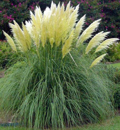 White Pampas Grass 50 Seeds - Cortaderia Selloana Grass Seed, Ornamental Grass Heirloom Flower Seeds, Feathery Blooms Garden Seeds, Flower Seeds for Planting