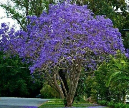 Blue Jacaranda Tree Seeds - 100 Seeds - Exotic Flowering Tree - Ships from Iowa, USA