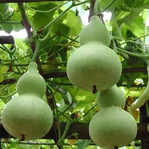 GreenCreator Ornamental Large BottleBirdhouse Gourd (Lagenaria siceraria) Heirloom Gourd Seeds 10 Seeds