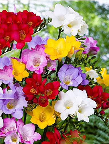 Mixed Freesia Bulbs Freesia Bulbs for Planting Double Spring Planting Indoors Freesia Bulbs for Spring Planting