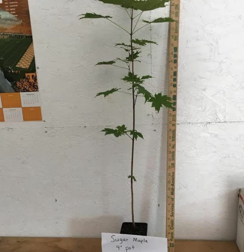 Sugar Maple Tree - Live Plant - 10-18" Tall Seedling - Quart Pot - Acer Saccharum