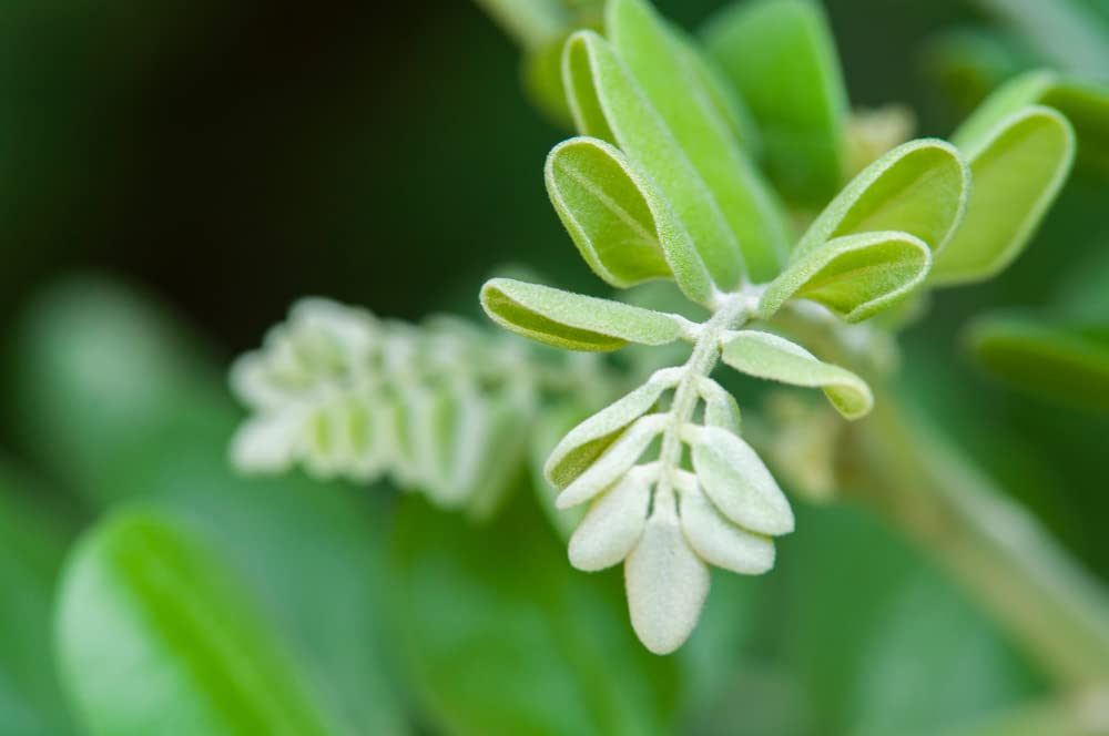 Silver Necklace Bush Seeds for Planting (5 Seeds) - Sophora tomentosa