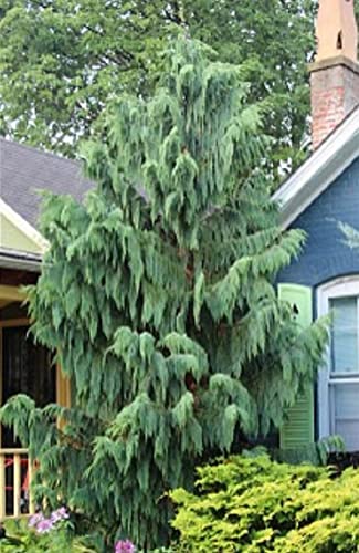 25 Weeping Cypress Pine Seeds - Hesperocyparis funebris - Non-GMO Seeds, Grown and Shipped from Iowa. Made in USA
