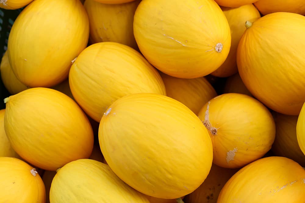 Canary Yellow Melon Seeds for Planting - 30 Seeds - Made in USA, Ships from Iowa. Grow Canary Yellow Melons