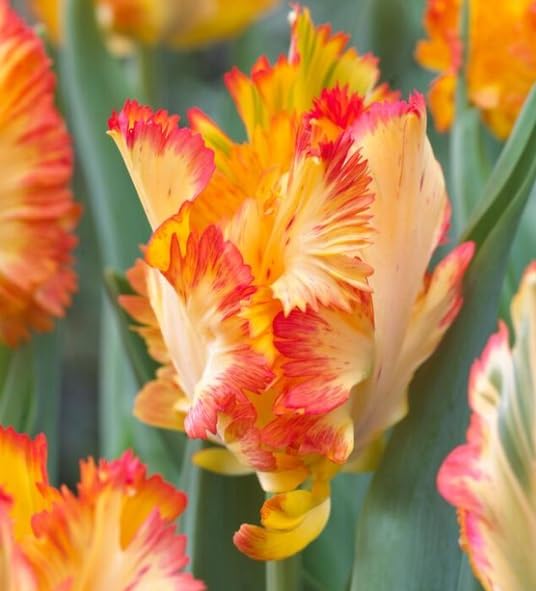 Rare Caribbean Tulip Bulbs for Planting - 5 Fresh Bulbs - Perennial Garden or Container Flowers