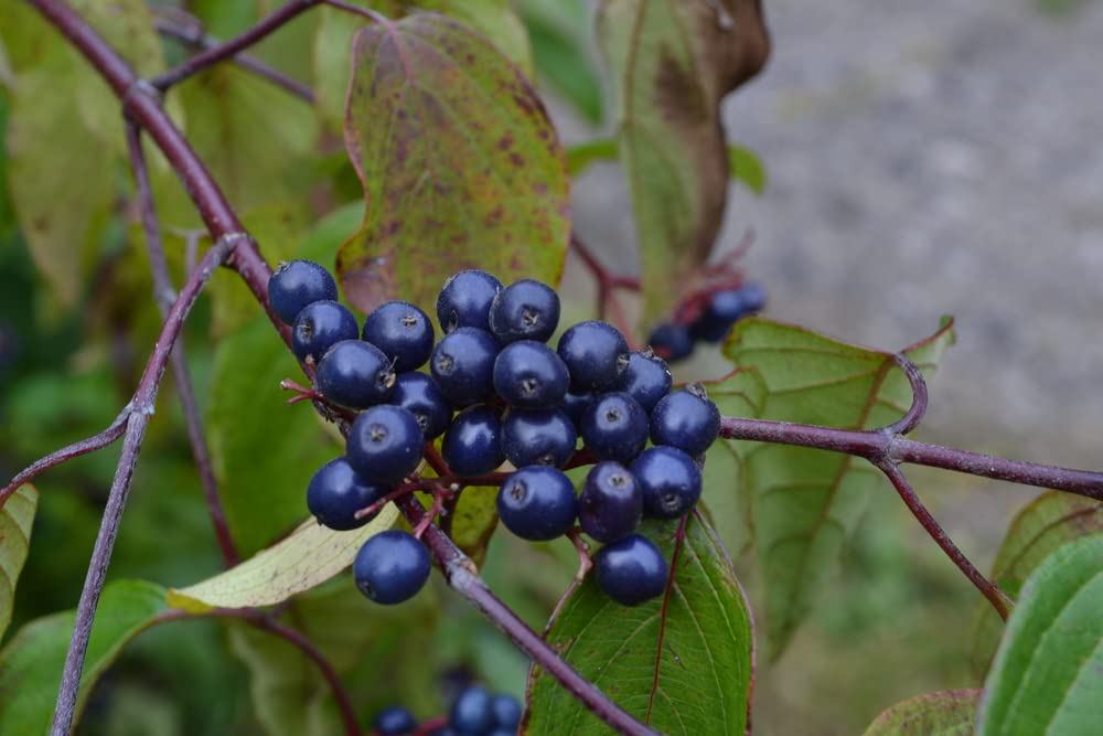 Silky Dogwood Seeds for Planting - 30 Seeds - Cornus amomum
