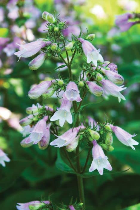 Calico Beardtounge Plant Seeds for Planting (50 Seeds) - Penstemon calycosus