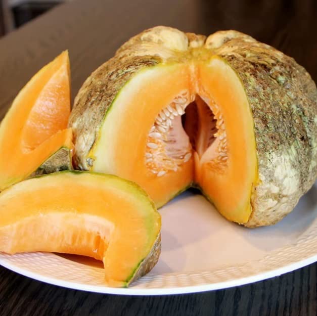 10 Prescott Fond Blanc Melon Seeds for Planting - Rare Pumpkin Melon