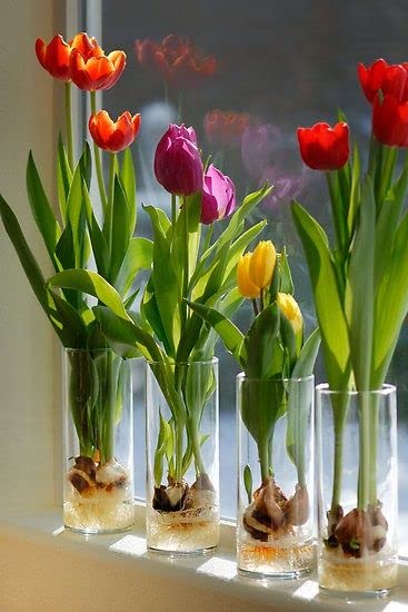 10 Pre-Chilled Tulip Bulbs for Forcing - Grow Indoors in Just Water - Mixed Color - Easy to Grow - Vase Not Included - Prechilled Indoor Bulbs