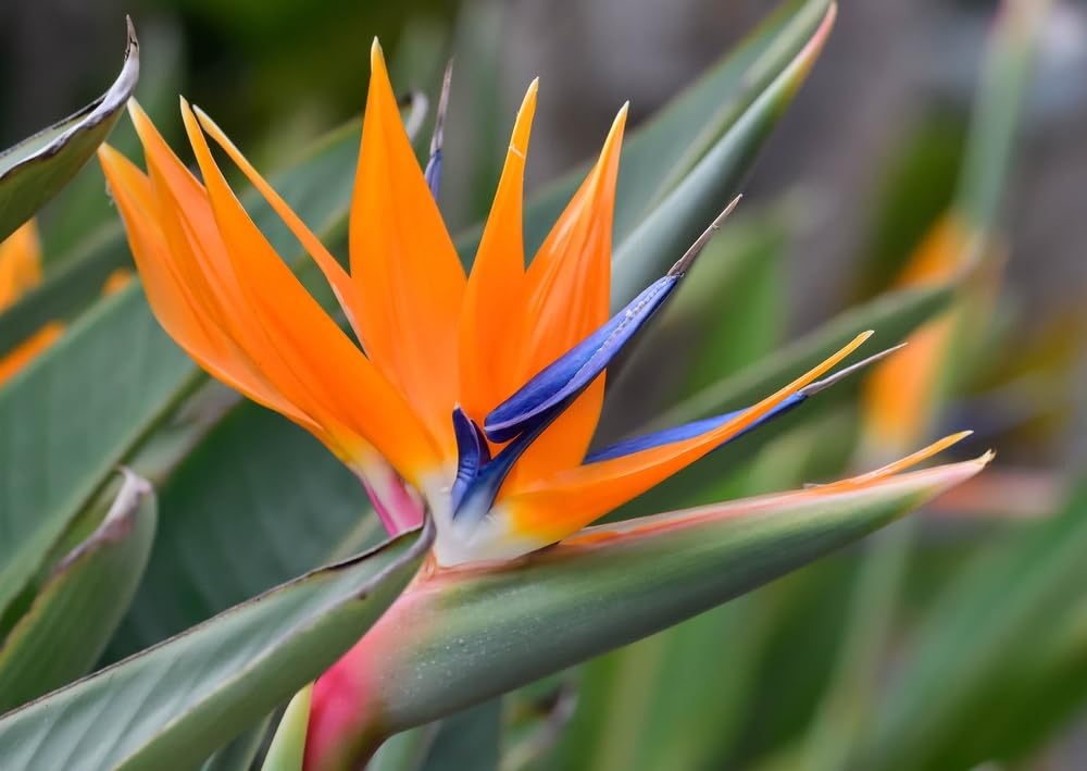 10 Seeds of Orange Bird of Paradise Flower fpr Planting - Great Indoor Tropical Plant or Bonsai - Strelitzia Reginae