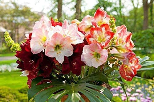 Amaryllis Garden Bulbs for Planting - Top Size Bulbs - Grow Amazing Mixed Color Amaryllis Flowers