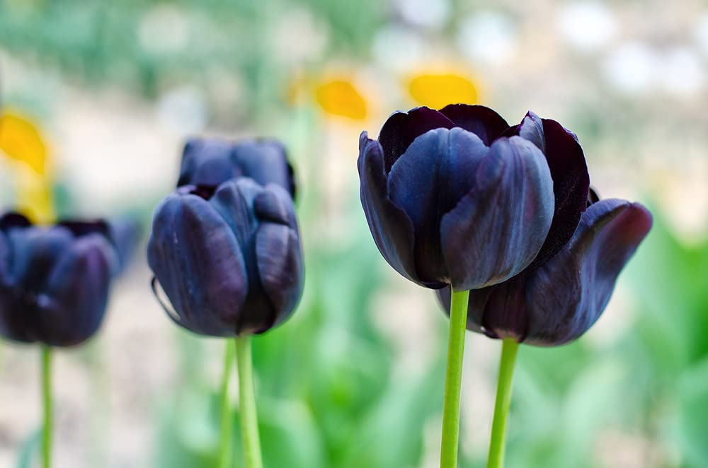 10 Black Tulip Bulbs for Planting - Easy to Grow - Queen of The Night Tulips - Made in USA, Ships from Iowa