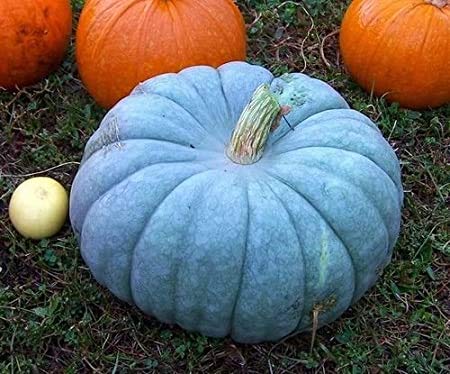Exotic Blue Pumpkin Seeds | 10 Seeds Packet | Blue Jarrahdale Pumpkin Seeds