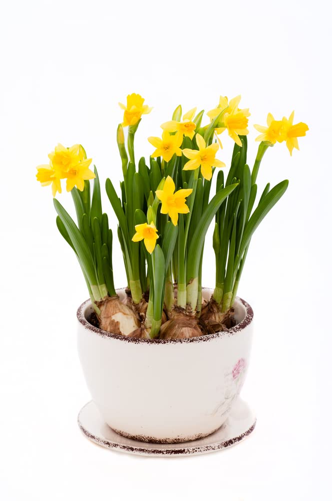 10 Prechilled Yellow Daffodil Bulbs - Narcissus Large Giant Bulbs - Ships from Iowa, USA