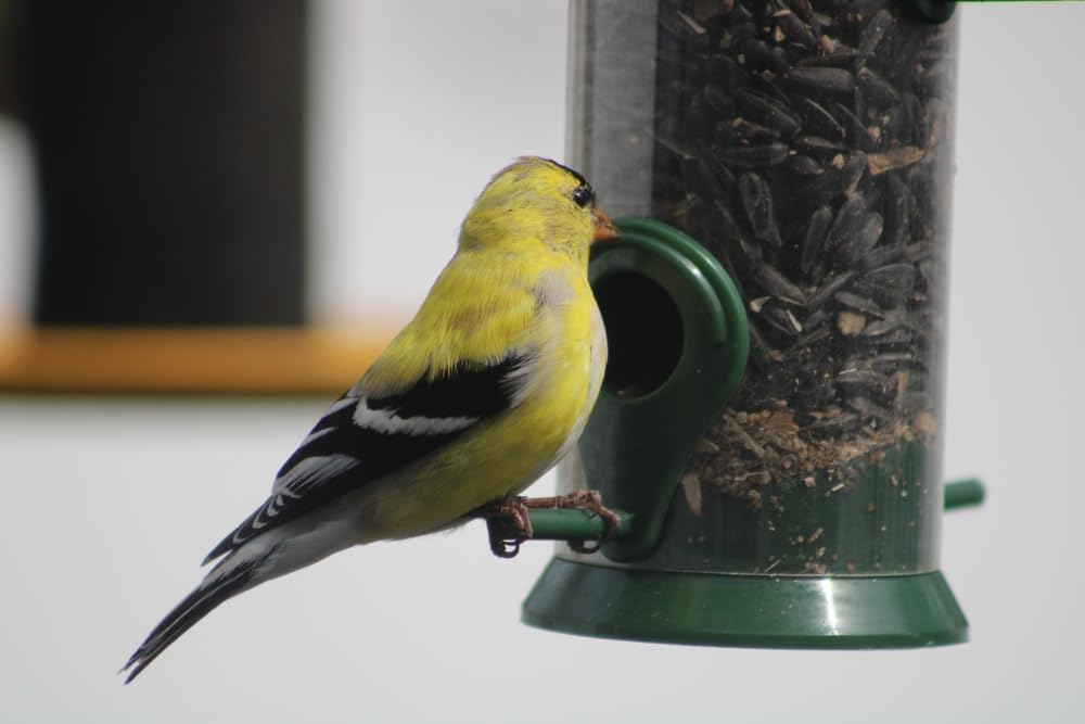 Wild Bird Food, Black Oil Sunflower Seeds - Great for Songbirds, Finch, Cardinals (5 Pounds)