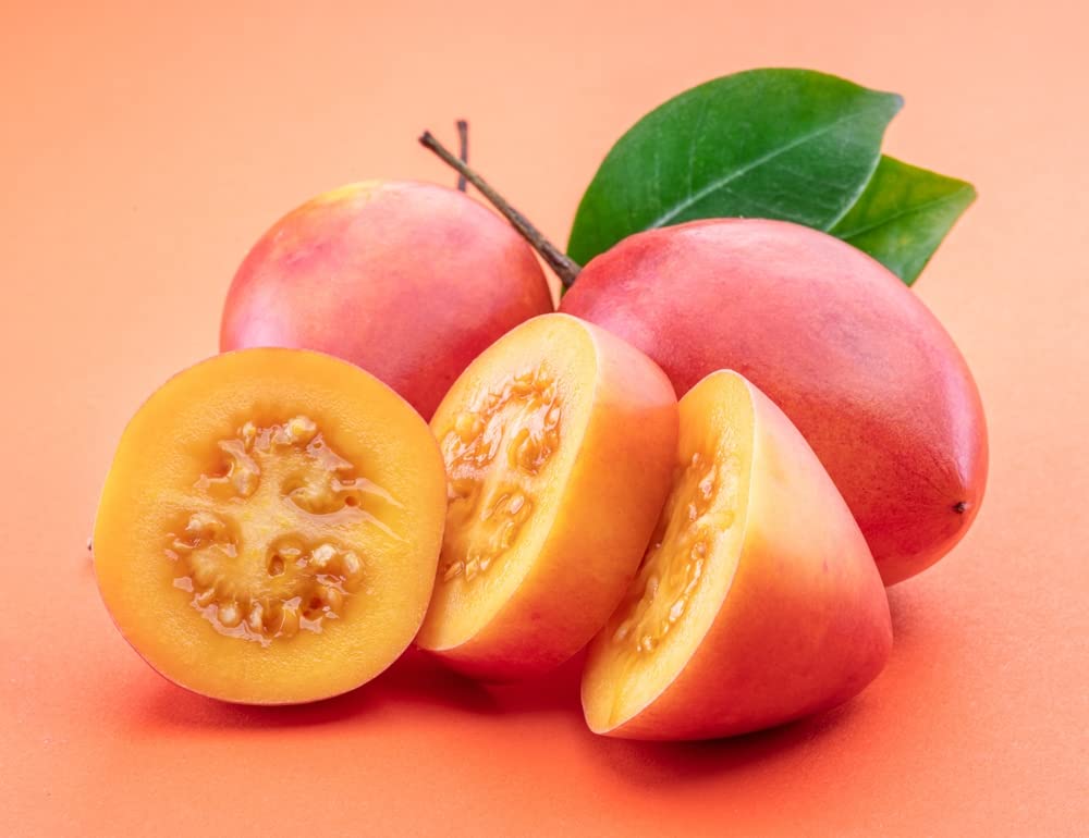 Tree Tomato Seeds for Planting - 10 Rare Seeds - Tamarillo, Cyphomandra betacea