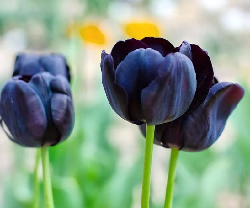 Pre-Chilled Flower Bulbs for Forcing Indoors - Easy to Grow - Grow in Water or Dirt Indoors or Plant Outdoors - Prechilled Indoor Bulbs