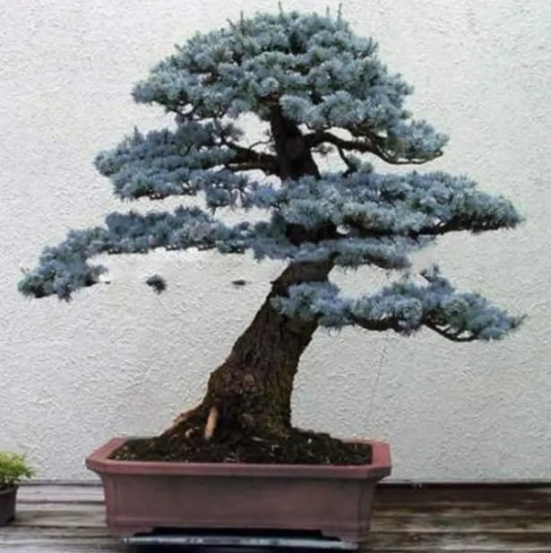 30 Blue Spruce Bonsai Tree Seeds for Planting