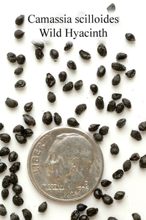 Wild Hyacinth Seeds for Planting (50 Seeds) - Camassia scilloides
