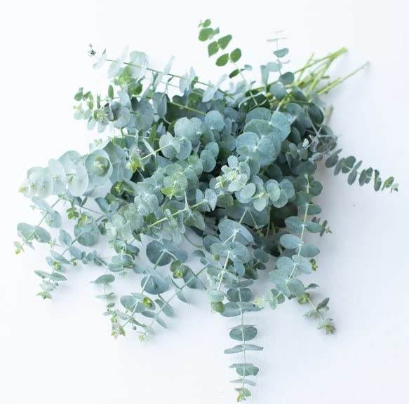 Baby Blue Eucalyptus Seeds for Planting (10 Seeds) -Great for Cut Flower Bouquets