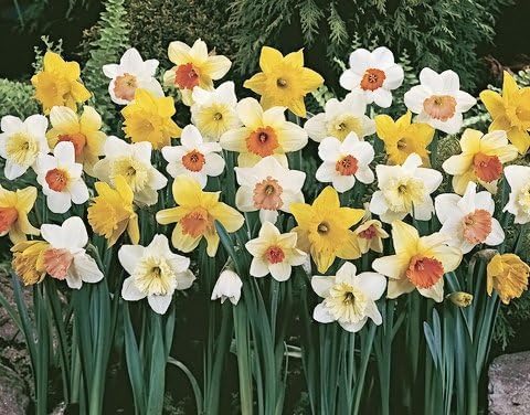 100 Daffodil Mixture - Narcissus Large Cupped Giant Mixture