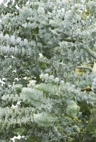 Jocadew Silver Drop Eucalyptus Seeds jocad (25 Seeds)
