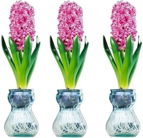CZ Grain Hyacinth Bulb and Forcing Vase - Ready to Grow Indoor Hyacinth, Just Add Water - Made in USA